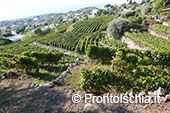 La vendemmia ai Giardini Arimei a Panza 7