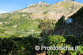 La vendemmia ai Giardini Arimei a Panza 8