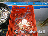 Pescaturismo a Ischia 16