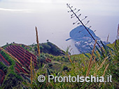 Wild Ischia 1