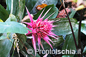 Visita guidata ai Giardini La Mortella 11