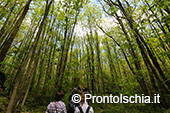 Camminare a Ischia nella natura 9