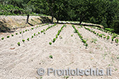 Ischia Bio Tenuta Del Cannavale 11