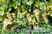 Ischia, Andar per Cantine: Frassitelli al tramonto 8