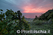 Ischia, Andar per Cantine: Frassitelli al tramonto 29