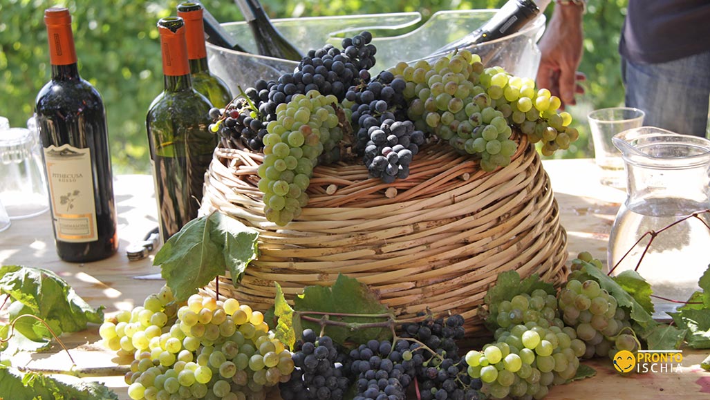 Tour enologico sull'isola d'Ischia alla scoperta del miglior vino